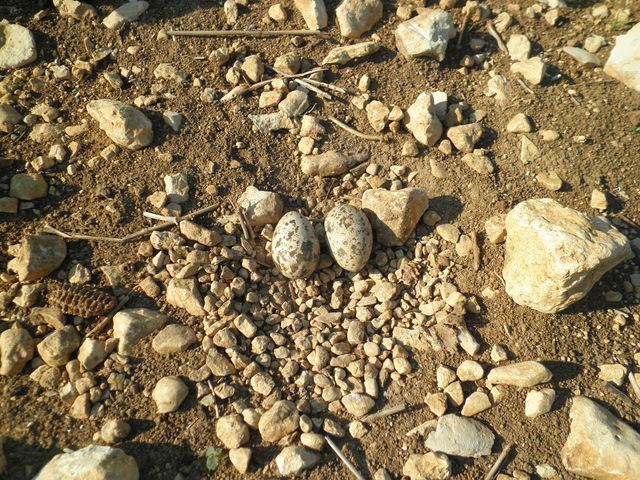 nid d'Oedicnème criard