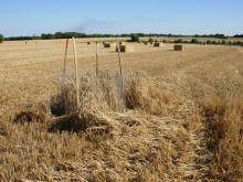 protection d'un nid de Busard
